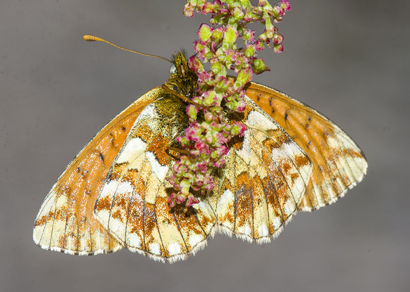 Boloria (Boloria) pales - Nymphalidae